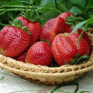 Fotografie Cum să crească răsadurile de căpșuni