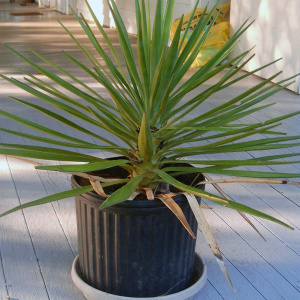 Photo How to care for yucca