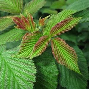 Foto Raspberry Leaves: Terapeutiska egenskaper