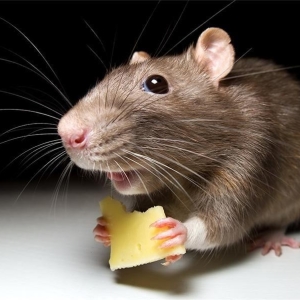 Ako sa zbaviť myší v byte