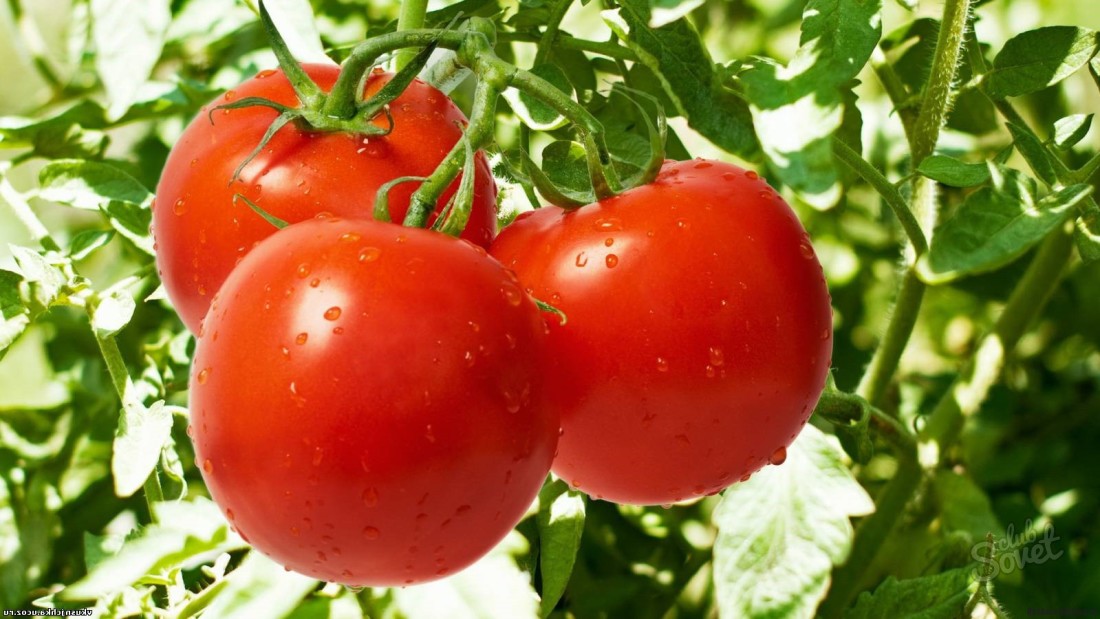 Comment gêner la levure des tomates