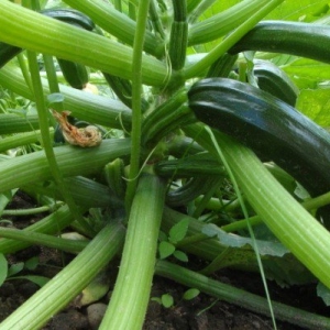 Foto Mengapa zucchini membusuk?