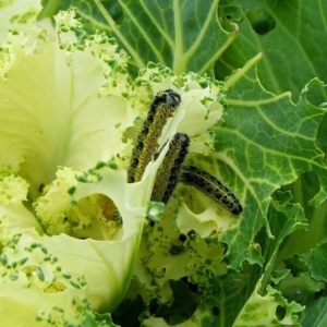 Photo How to deal with caterpillars on cabbage