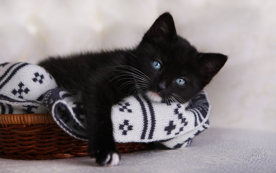 რა ოცნებობს შავი kitten?