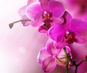Hur man bryr sig om orkidéer