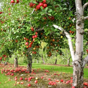 Why is the apple tree dreaming?