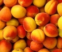 Как привить абрикос