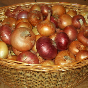 Photo how to grow onions