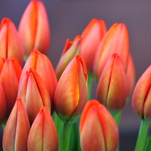 Cara Menyimpan Tulip Segar