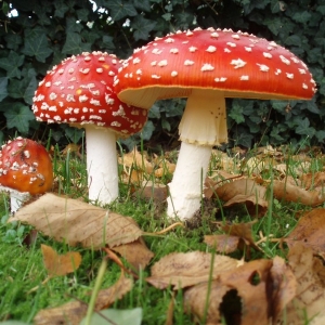 Foto Aiuto di avvelenamento funghi velenosi
