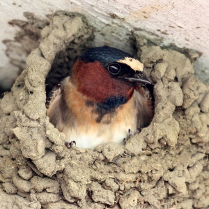 Stock Foto Swallow Nest - Sign