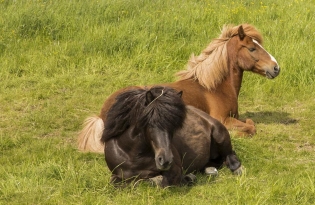 როგორ ცხენები ძილია