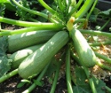 Cara menanam zucchini