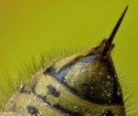 Bee veleno per le articolazioni