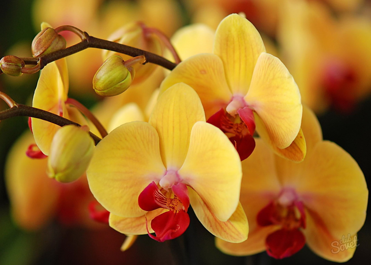 Orchideje1.