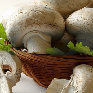 Stock Foto Growing champignons as a business