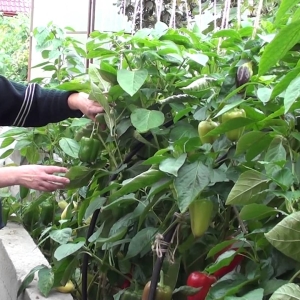 Fotografija, kako posaditi paprike v odprto zemljo?