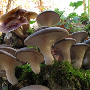Foto crescente de ostra cogumelos em casa