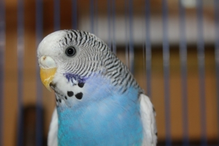 Jak naučit vlnitý papoušek mluvit