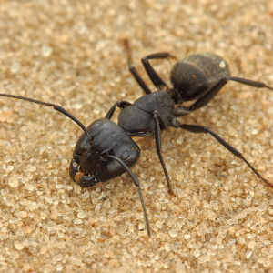 Wie kann man schwarze Ameisen loswerden?