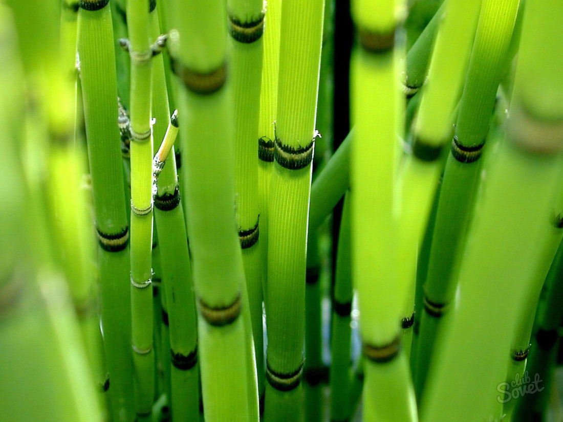 Bambukni qanday parvarish qilish kerak