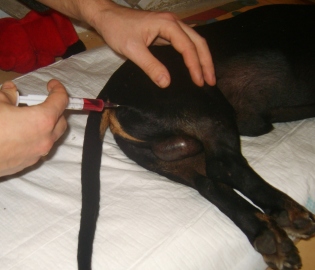 Comment faire un chien intramuscle