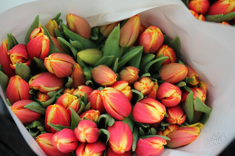Como armazenar tulipas