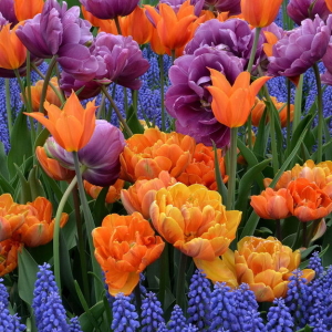 Foto lo hermosa de poner tulipanes