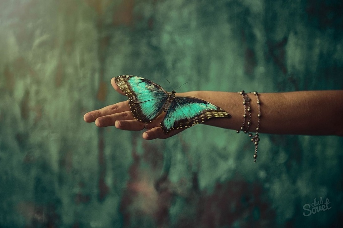 Butterfly седна на ръка - знак