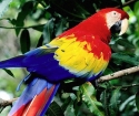 How to make a parrot paper?