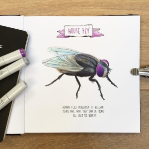 Foto Como desenhar moscas