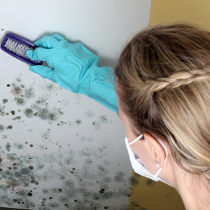Photo Comment se débarrasser du champignon sur les murs