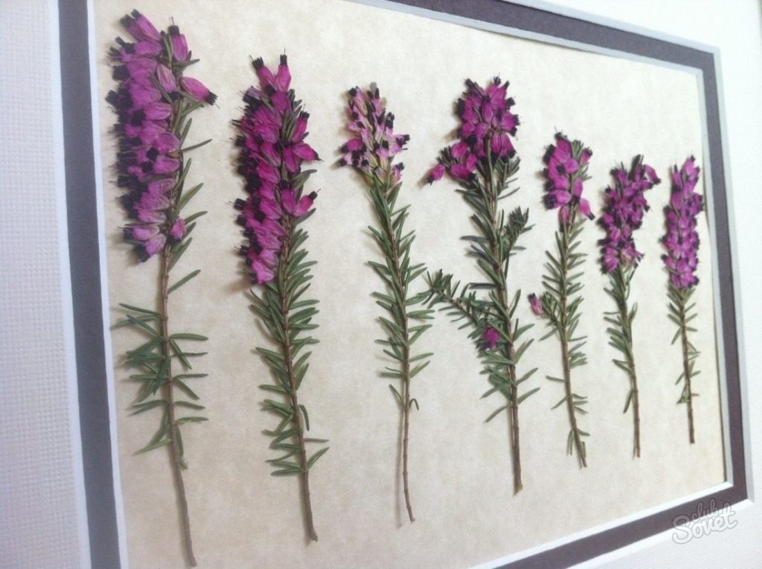 Come rendere Herbarium