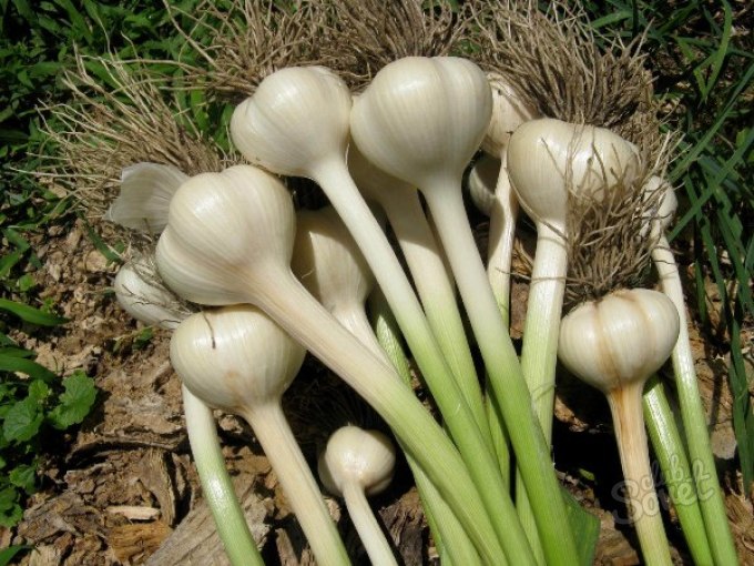 Garlic3