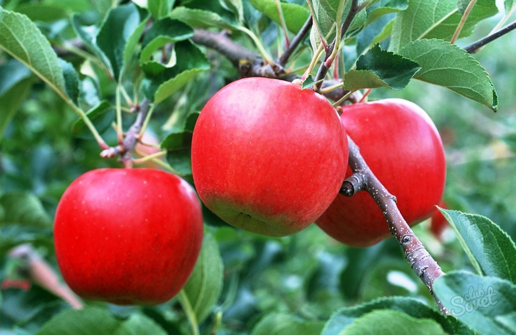 Kako napraviti jabuke