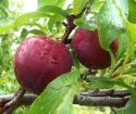 How to plant a plum