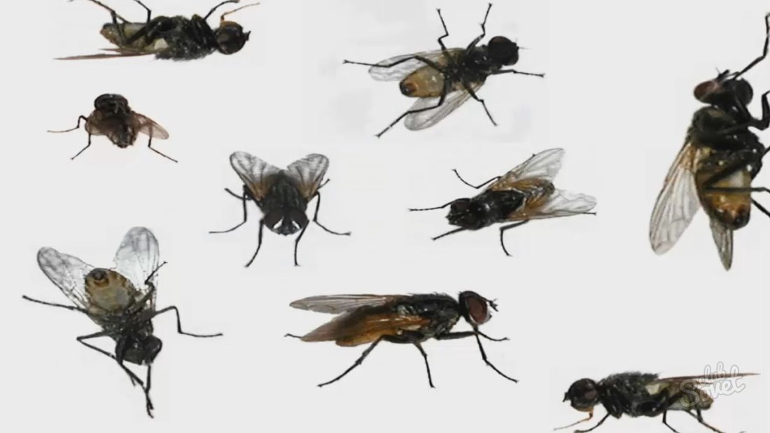 К чему снятся мухи много?