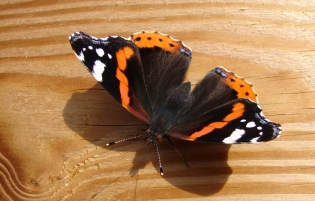 Butterfly letel do domu alebo bytu - znamenie