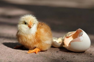 چگونه مرغ تخم