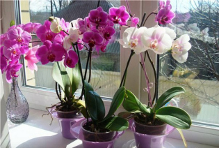 როგორ გააკეთოს Bloom orchid სახლში