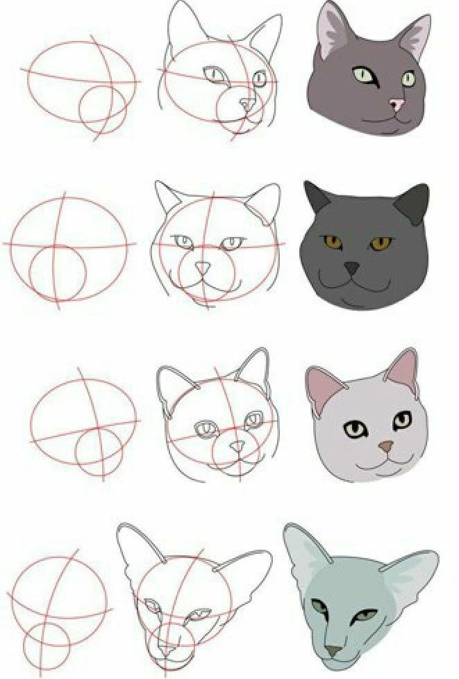 как нарисовать голову кошки разных пород